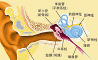 听力下降可能是鼓膜穿孔